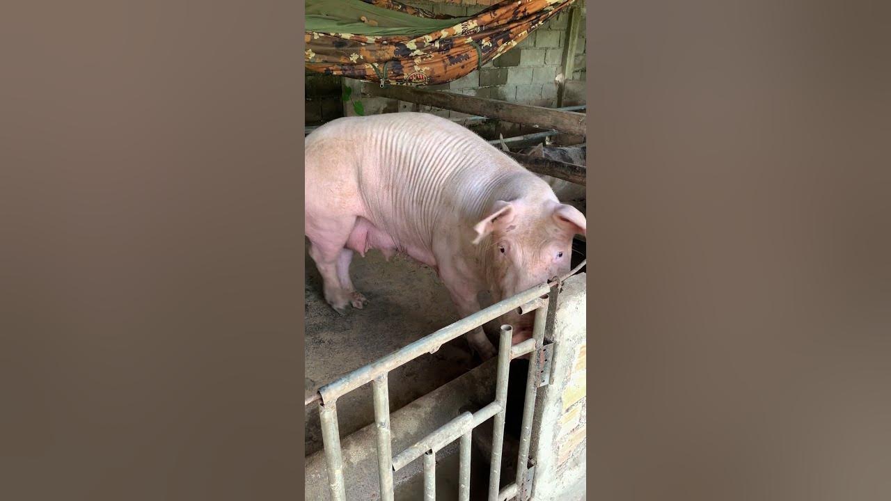 biggest-pig-farm-in-shelter-shorts-youtube