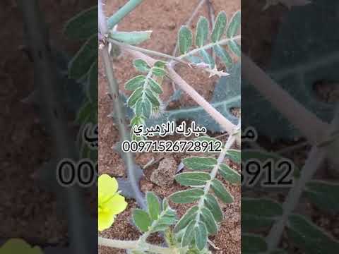 نبات الشرش او الشرشر رحيقي ورعوي وأيضا طبي١٠ أبريل ٢٠٢١