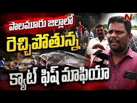 పాలమూరు జిల్లాలో రెచ్చిపోతున్న క్యాట్ ఫిష్ మాఫియా | Catfish Mafia Exposed | Palamuru District | NTV - NTVTELUGU