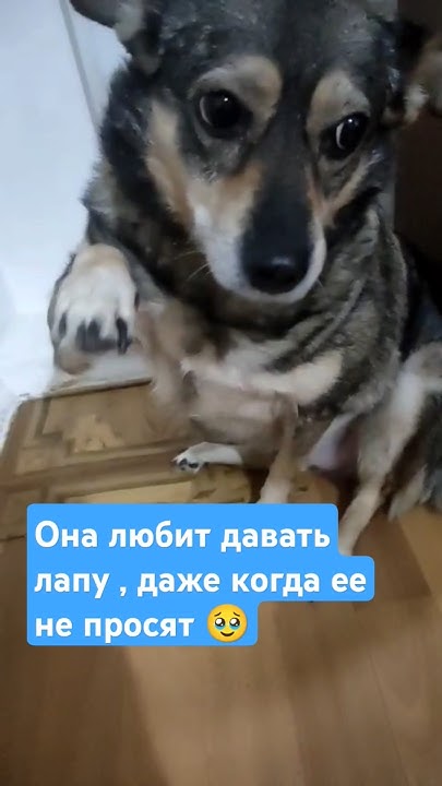 Шейла , у которой умер хозяин - YouTube