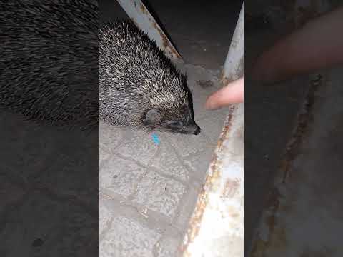 ёжик на прогулке дикие животные #animals #животные #природа #video #shortvideo #vlog #видео #шортс