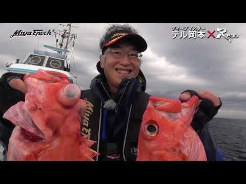 アコウダイの特徴 見分け方 写真から探せる魚図鑑