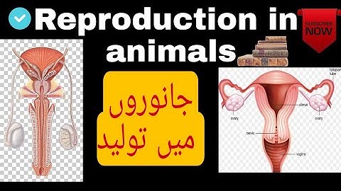 JAANVARO MEIN TOLEED (جانوروں میں تولید )Reproduction in animals class 8th science in Urdu /ch-09/