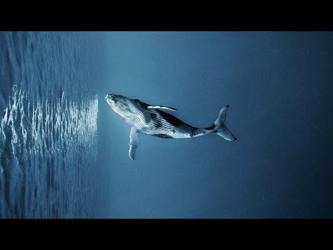 Убийственно к небу летать (52 герца 💔)[slowed+8d]🥀🦈