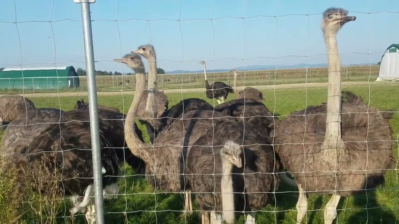Ostriches heaviest living birds, and lay the largest eggs