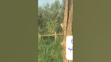 دحيم الحماد ١٤٤٧ه تلاوة من سورة نوح