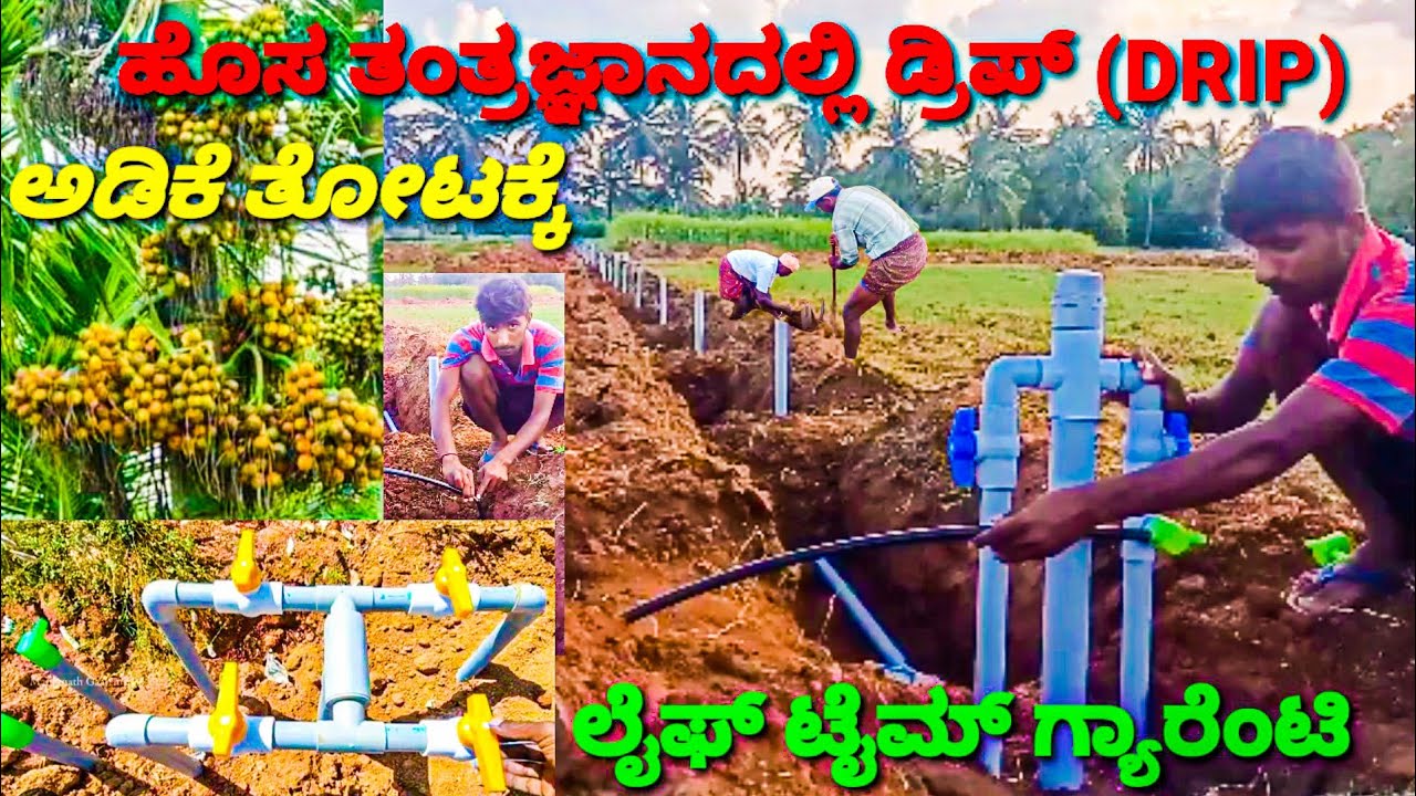 ಅಡಿಕೆ ಸಸಿ ನೆಡುವ ಮುನ್ನ ಡ್ರಿಪ್ (DRIP) ಹೊಸ ತಂತ್ರಜ್ಞಾನದಲ್ಲಿ ARECA TREE PLANTESHION  DRIP NEW TECHNOLOGY