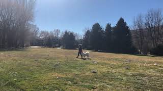 Gavin Jenks (Samoyed), AKC Novice B Rally Course #5 by Ginger Jenks 36 views 2 years ago 1 minute, 39 seconds