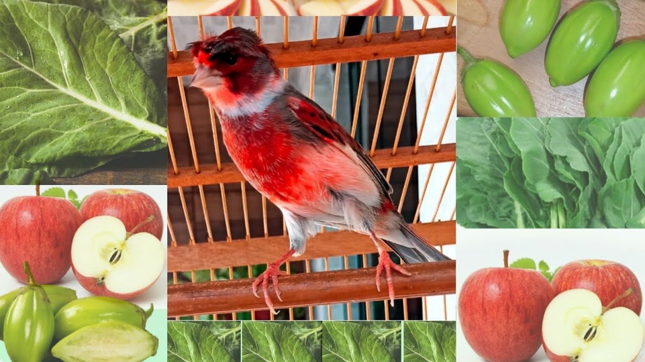 VOCÊ SABIA QUE ESSES ALIMENTOS AJUDAM NA ALIMENTAÇÃO DO SEU CANÁRIO BELGA? #canariobelga #canary 