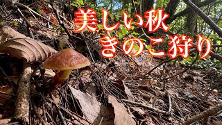 【きのこ狩り】静かな山の奥へ。秋の味覚を探す山歩き