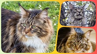 Top10 Week 19  Maine Coon Showtime! Your Ranking of Shorts with Sherkan & Shippie!  143