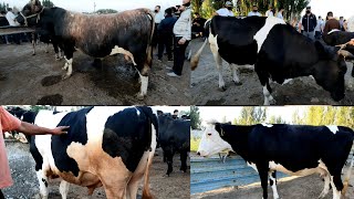 Besharik mol bozori va narxlari.bukalarni zuridan chikibdi kuringlar.