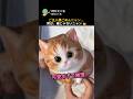 誰かこの飼い主を止めてニャ~~ 🙀