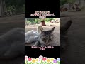 捨てられたガチョウが猫ママに出会い人生逆転 #キジトラ猫 #ガチョウ #動物の絆