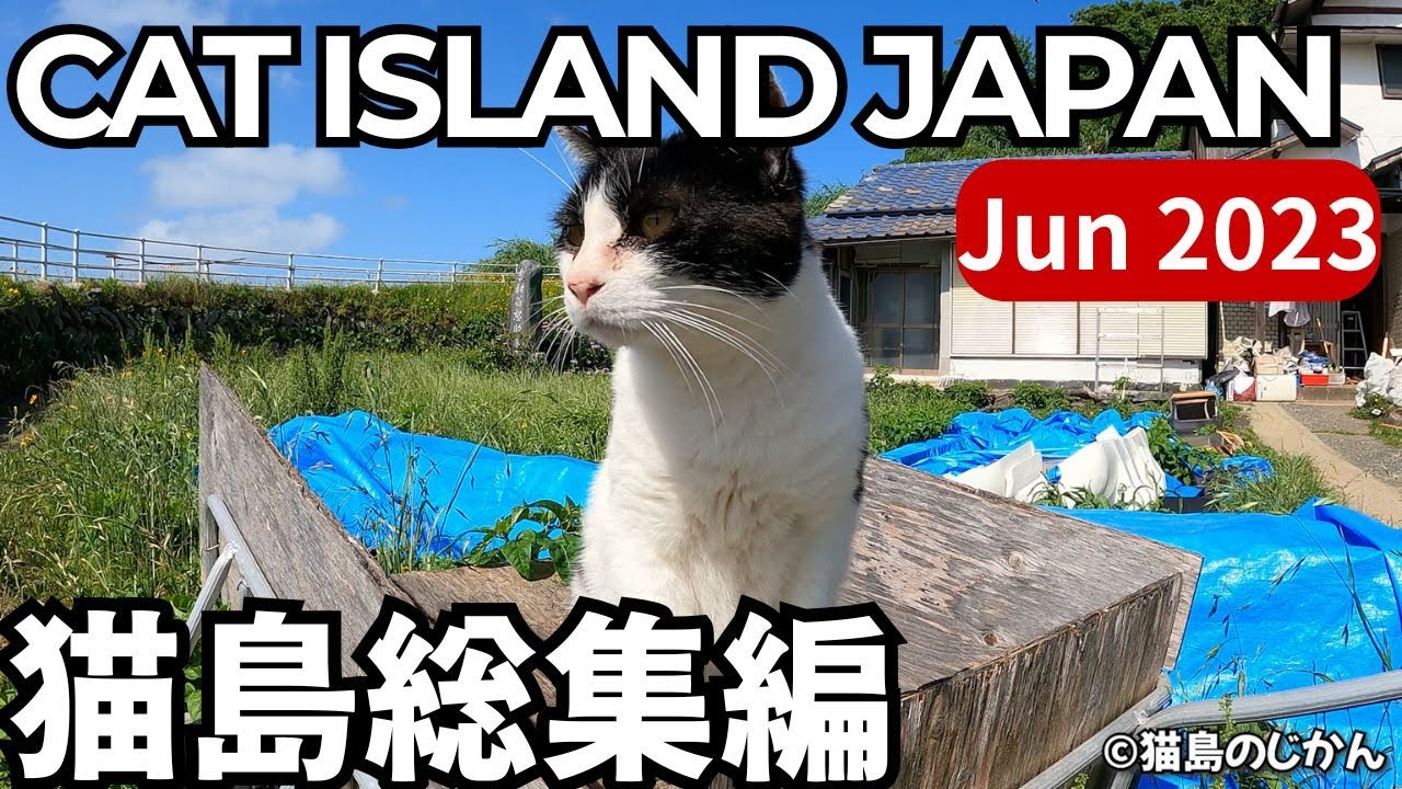 Jun.2023 CAT ISLAND JAPAN COMPILATION|2023年6月に出会った猫島の猫たち