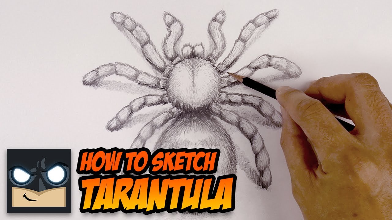 How To Draw A Spider  Tarantula Sketch Tutorial  YouTube