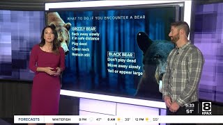 Explainer: Know the difference between grizzly and black bears