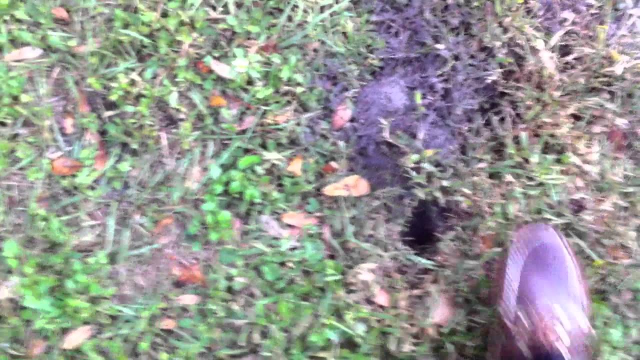 Holes In Back Yard Are These From Racoons What To Do 1 Youtube