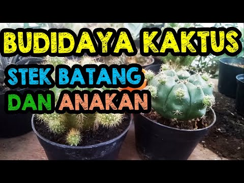 Video: Menanam Kaktus Mahkota: Cara Merawat Tanaman Kaktus Mahkota