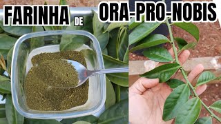 FAÇA FARINHA DE ORA PRO NÓBIS E APROVEITE O MÁXIMO, ANTIOXIDANTE, VITAMINA C, ZINCO E MUITO MAIS !