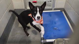 Acs A827987