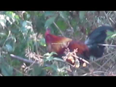 Pikat Bekisar F2 Ayam Hutan Merah Sumatera X Ayam Hutan Merah Sulawesi Hewan Peliharaan 796035056