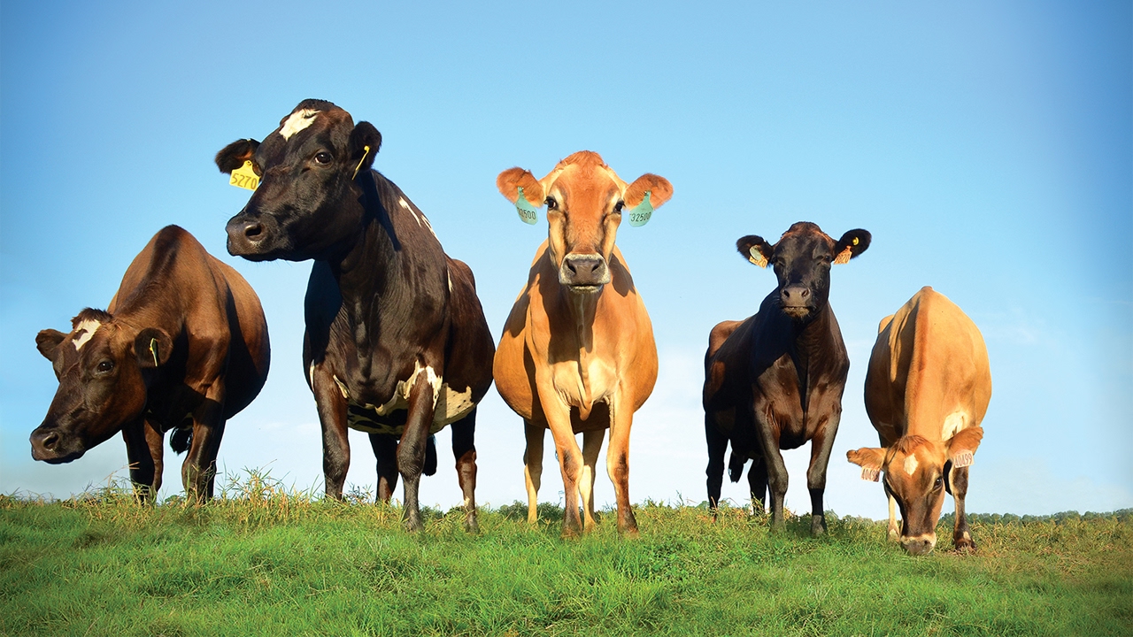 tiergeräusche kuh | tiergeräusche bauernhof ...