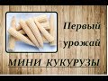 Первый УРОЖАЙ МИНИ КУКУРУЗЫ..