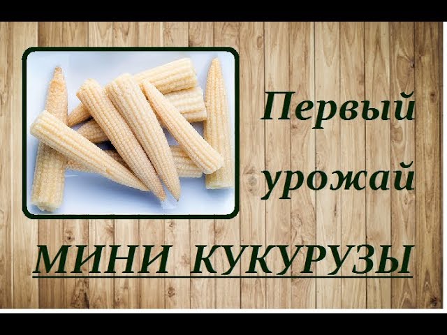 Мини Кукуруза Фото — Фото Картинки