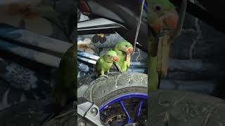 mithu mithu matota Tiyapakhi matota#birdaccessories #animalvideos #animalvideos