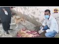 डीडवाना-कुचामन में डॉग शेल्टर हाउस अभियान | बेसहारा कुत्तों को मिल रहा सहारा #dogs