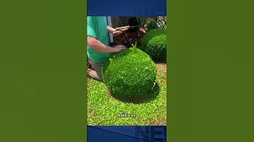 Waarom snoeien ze bomen zo vaak? #shorts