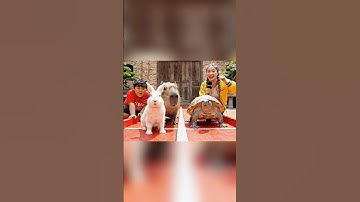 Capybara, Tí béo và cuộc thi thỏ và rùa #funny #cartoon #capybara #tibeovlog