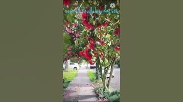 تلاوة خاشعة للشيخ احمد العجمي/ أواخر سورة البقرة