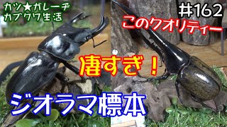 まるで生きたままの躍動感！ジオラマ標本で我が家の主役カブクワたちが生きたままの姿で復活！「カツ★ガレーヂカブクワ生活162」【カブトムシ・クワガタ】