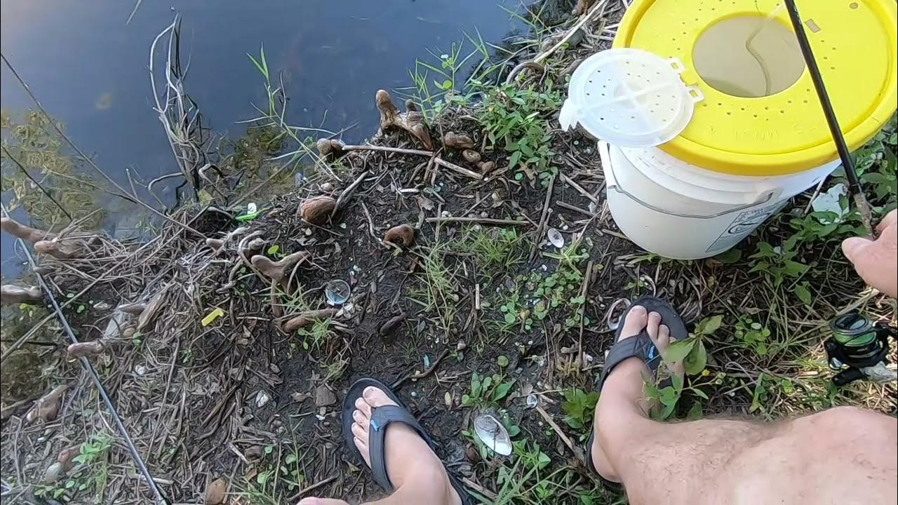 Live Shiner Bait Hook-Up and Rubber Worm Rigging on Off-Set Hooks For Bass  Jimmy Brown Fishing 