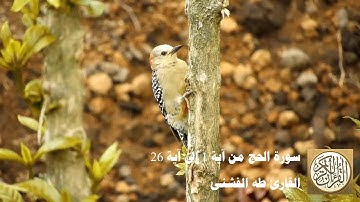 طه الفشني - سورة الحج من آية ١ إلى آية ٢٦ - يَا أَيُّهَا النَّاسُ اتَّقُوا رَبَّكُمْ ...
