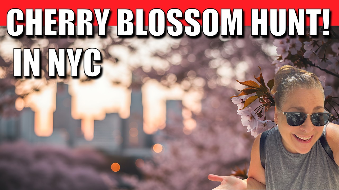 LIVE ☀️ Cherry Blossoms are Happening in NYC! flower🌺 #NYC #park #explore