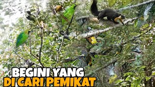 BIKIN KAYA MENDADAK KALAU SERING MIKAT DI SINI | BURUNG MEWAH KECIL BESAR LANGSUNG MERAPAT