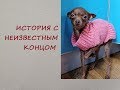 Вляпалась. Купила той терьера с ужасным сюрпризом...