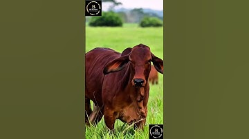 Sapi brahman #sapi #sapipedaging #sapipedaging #sapigemuk #sapimakan