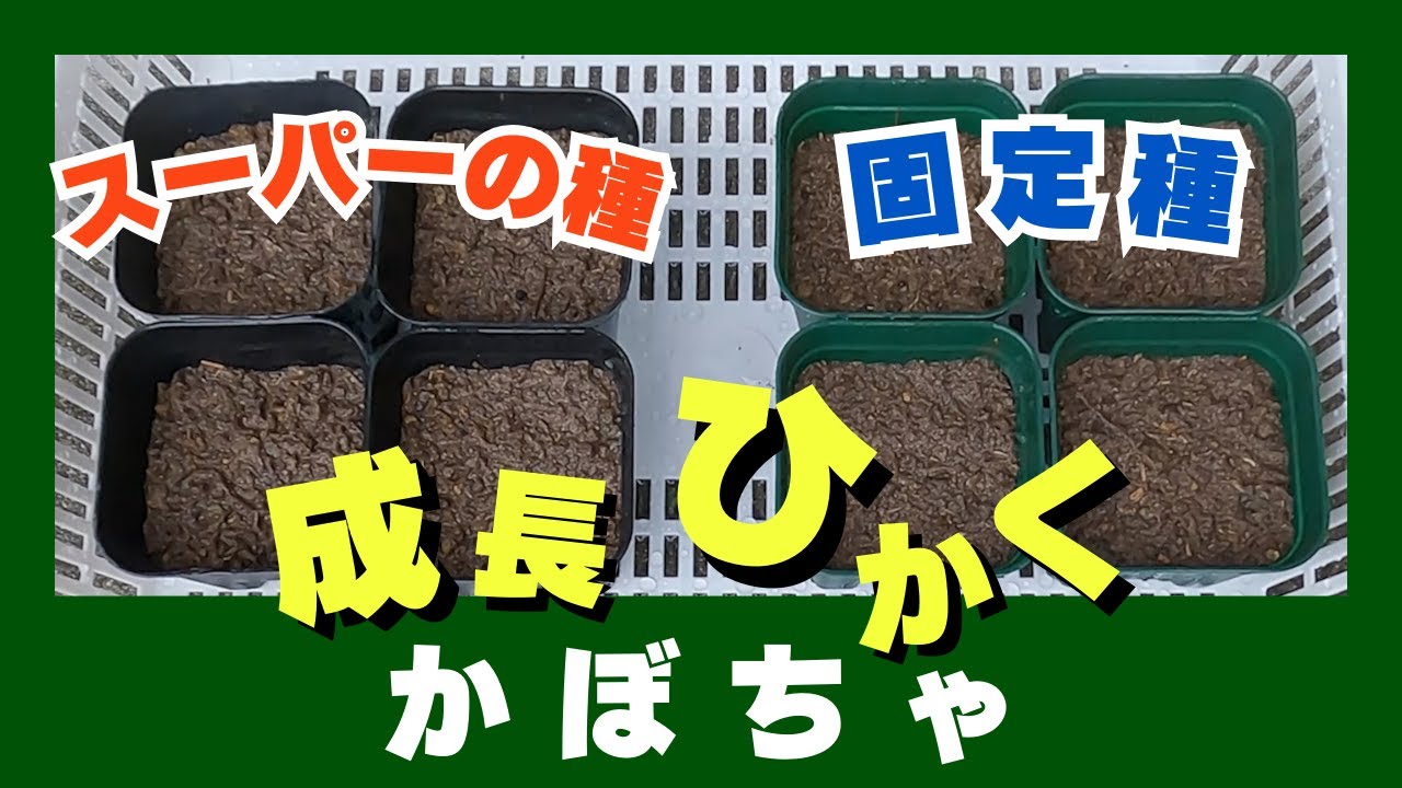 モランガかぼちゃの種(自然栽培) モランガかぼちゃの種(自然栽培)｜Yahoo!フリマ（旧PayPayフリマ）