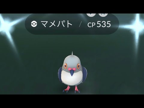 ポケモンgo 色違いマメパト ゲットチャレンジ 色違いケンホロウまで一気に進化させてみた Youtube