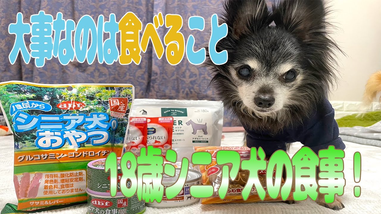 【老犬の食事】腎臓の数値や下痢が改善した食事（手作りもあり）