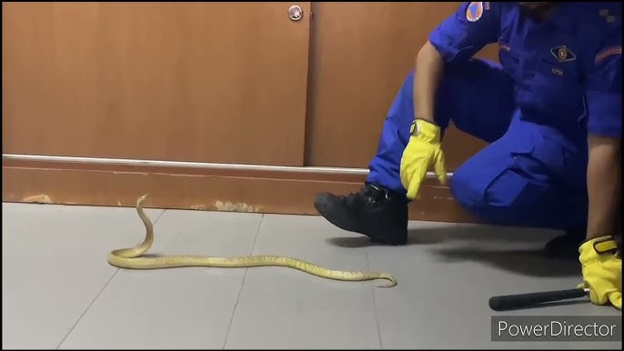 Ular chuqur tugaydi, sperma burundan oqadi Ular chuqur tugaydi, sperma burundan oqadi