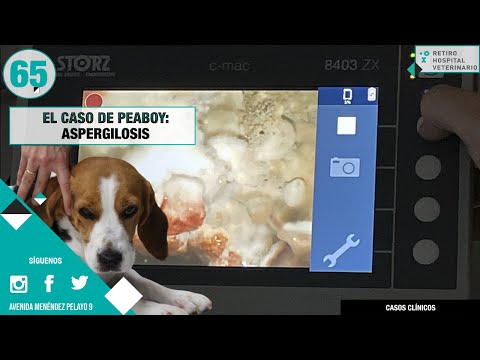 Video: Cómo encontrar una raza de cachorro