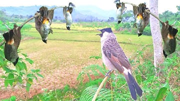 panen BURUNG KUTILANG liar !! mikat burung kutilang liar auto raih trophy