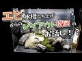 エビ水槽立ち上げから脱線して構図のお勉強会に!?
