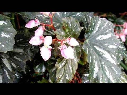Video: Anđeo cvjetne trube - Brugmansia: opis, značajke uzgoja