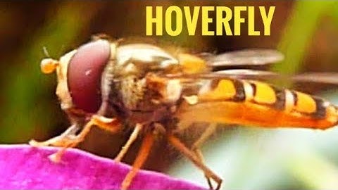 Hoverfly